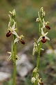 1165 Ophrys sp